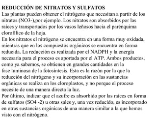 REDUCCIÓN DE NITRATOS Y SULFATOS Las plantas pueden obtener el nitrógeno que necesitan a partir de los nitratos (NO3-),por ejemplo. Los nitratos son absorbidos por las raíces y transportados por los vasos leñosos hacia el parénquima clorofílico de la hoja. En los nitratos el nitrógeno se encuentra en una forma muy oxidada, mientras que en los compuestos orgánicos se encuentra en forma reducida. La reducción es realizada por el NADPH y la energía necesaria para el proceso es aportada por el ATP. Ambos productos, como ya sabemos, se obtienen en grandes cantidades en la fase luminosa de la fotosíntesis. Esta es la razón por la que la reducción del nitrógeno y su incorporación en las sustancias orgánicas se realiza en los cloroplastos, y no porque el proceso necesite de una manera directa la luz. Por último, indicar que el azufre es absorbido por las raíces en forma de sulfatos (SO4 -2) u otras sales y, una vez reducido, es incorporado en otras sustancias orgánicas de una manera similar a la que hemos visto con el nitrógeno. 