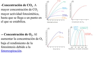 Concentración de CO 2 . A mayor concentración de CO 2  mayor actividad fotosintética, hasta que se llega a un punto en el que se estabiliza. - Concentración de O 2 .  Al aumentar la concentración de O 2  baja el rendimiento de la fotosíntesis debido a la  fotorrespiración .  