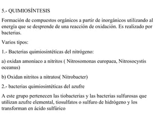 5.- QUIMIOSÍNTESIS Formación de compuestos orgánicos a partir de inorgánicos utilizando al energía que se desprende de una reacción de oxidación. Es realizado por bacterias. Varios tipos: 1.- Bacterias quimiosintéticas del nitrógeno: a) oxidan amoniaco a nitritos ( Nitrosomonas europaea, Nitrosocystis oceanus) b) Oxidan nitritos a nitratos( Nitrobacter) 2.- bacterias quimiosintéticas del azufre A este grupo pertenecen las tiobacterias y las bacterias sulfurosas que utilizan azufre elemental, tiosulfatos o sulfuro de hidrógeno y los transforman en ácido sulfúrico 