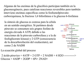 Algunas de las enzimas de la glucólisis participan también en la gluconeogénesis, pues catalizan reacciones reversibles pero también interviene enzimas específicas como la fosfoenolpiruvato-carboxiquinasa, la fructosa 1,6 bifosfatasa o la glucosa 6-fosfatasa la síntesis de glucosa es costosa para la célula en un sentido energético. Si partimos desde piruvato se consumen seis grupos fosfato de energía elevada 4 ATP( debido a las reacciones de la piruvato carboxilasa y a la de fosfoglicerato kinasa) y 2 GTP (consecuencia de la descarboxilación del oxalacetato), así como 2 de NADH La ecuación global del proceso 2 ácido piruvico + 4ATP + 2 GTP + 2 NADH + 4 H2O -----------> Glucosa + 4ADP + 2GDP + 6Pi+ 2NAD+  
