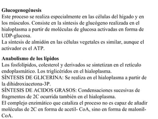 Anabolismo de los lípidos Los fosfolípidos, colesterol y derivados se sintetizan en el retículo endoplasmático. Los triglicéridos en el hialoplasma. SÍNTESIS DE GLICERINA: Se realiza en el hialoplasma a partir de la dihidroxiacetona-3P. SÍNTESIS DE ACIDOS GRASOS: Condensaciones sucesivas de fragmentos de 2C ocurrida también en el hialoplasma. El complejo enzimático que cataliza el proceso no es capaz de añadir moléculas de 2C en forma de acetil- CoA, sino en forma de malonil-CoA. Glucogenogénesis Este proceso se realiza especialmente en las células del hígado y en los músculos. Consiste en la síntesis de glucógeno realizada en el hialoplasma a partir de moléculas de glucosa activadas en forma de UDP-glucosa. La síntesis de almidón en las células vegetales es similar, aunque el activador es el ATP. 