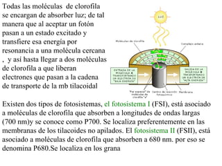 Todas las moléculas  de clorofila se encargan de absorber luz; de tal manera que al aceptar un fotón pasan a un estado excitado y transfiere esa energía por resonancia a una molécula cercana ,  y así hasta llegar a dos moléculas de clorofila a que liberan electrones que pasan a la cadena de transporte de la mb tilacoidal Existen dos tipos de fotosistemas,  el fotosistema I  (FSI), está asociado a moléculas de clorofila que absorben a longitudes de ondas largas (700 nm)y se conoce como P700. Se localiza preferentemente en las membranas de los tilacoides no apilados. El  fotosistema II  (FSII), está asociado a moléculas de clorofila que absorben a 680 nm. por eso se denomina P680.Se localiza en los grana  