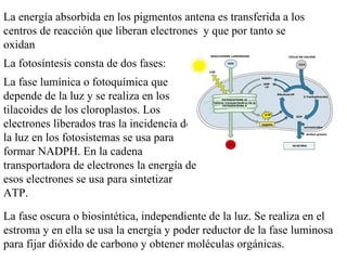 La energía absorbida en los pigmentos antena es transferida a los centros de reacción que liberan electrones  y que por tanto se oxidan La fotosíntesis consta de dos fases:  La fase lumínica o fotoquímica que depende de la luz y se realiza en los tilacoides de los cloroplastos. Los electrones liberados tras la incidencia de la luz en los fotosistemas se usa para formar NADPH. En la cadena transportadora de electrones la energía de esos electrones se usa para sintetizar ATP. La fase oscura o biosintética, independiente de la luz. Se realiza en el estroma y en ella se usa la energía y poder reductor de la fase luminosa para fijar dióxido de carbono y obtener moléculas orgánicas. 