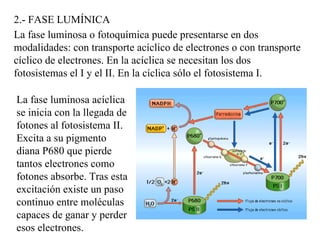 2.- FASE LUMÍNICA La fase luminosa o fotoquímica puede presentarse en dos modalidades: con transporte acíclico de electrones o con transporte cíclico de electrones. En la acíclica se necesitan los dos fotosistemas el I y el II. En la cíclica sólo el fotosistema I. La fase luminosa acíclica se inicia con la llegada de fotones al fotosistema II. Excita a su pigmento diana P680 que pierde tantos electrones como fotones absorbe. Tras esta excitación existe un paso continuo entre moléculas capaces de ganar y perder esos electrones.
