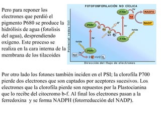 Pero para reponer los electrones que perdió el pigmento P680 se produce la hidrólisis de agua (fotolisis del agua), desprendiendo oxígeno. Este proceso se realiza en la cara interna de la membrana de los tilacoides Por otro lado los fotones también inciden en el PSI; la clorofila P700 pierde dos electrones que son captados por aceptores sucesivos. Los electrones que la clorofila pierde son repuestos por la Plastocianina que lo recibe del citocromo b-f. Al final los electrones pasan a la ferredoxina  y se forma NADPH (fotorreducción del NADP).  