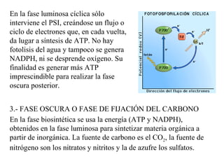 En la fase luminosa cíclica sólo interviene el PSI, creándose un flujo o ciclo de electrones que, en cada vuelta, da lugar a síntesis de ATP. No hay fotolisis del agua y tampoco se genera NADPH, ni se desprende oxígeno. Su finalidad es generar más ATP imprescindible para realizar la fase oscura posterior. 3.- FASE OSCURA O FASE DE FIJACIÓN DEL CARBONO En la fase biosintética se usa la energía (ATP y NADPH), obtenidos en la fase luminosa para sintetizar materia orgánica a partir de inorgánica. La fuente de carbono es el CO 2 , la fuente de nitrógeno son los nitratos y nitritos y la de azufre los sulfatos.