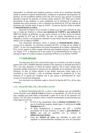 4
mitocondria, es utilizada para bombear protones a través de la membrana tilacoidal
(desde el estroma al espacio intratilacoide), creando así un gradiente electroquímico de
protones. En esta membrana también existe una ATP-sintetasa que, gracias a la energía
liberada al regresar los protones al estroma, puede sintetizar ATP. Dado que el tramo
descendente al que aludimos es corto comparado con la totalidad de la cadena, se
bombean muy pocos protones y sólo se obtienen una molécula de ATP por cada par de
electrones que circulan desde el agua al NADP+. El proceso descrito recibe el nombre
de fotofosforilación no cíclica.
Haciendo un balance de lo ocurrido se observa que por cada molécula de agua
que se rompe por fotolisis se obtiene una molécula de NADPH y una molécula de
ATP. Esto plantea un problema, ya que, como veremos, en la fase oscura se necesita
más cantidad de ATP que de NADPH. Por ello, las células fotosintéticas se ven
obligadas a recurrir a un mecanismo alternativo al que hemos descrito que les permita
obtener ATP sin obtener NADPH.
Este mecanismo alternativo recibe el nombre de fotofosforilación cíclica y
consiste en lo siguiente: los electrones excitados del PS I, en lugar de ser cedidos al
NADP+, lo son a los transportadores del tramo descendente de la cadena, regresando al
PS I; en este regreso se libera energía suficiente para bombear protones y obtener ATP
(ver Figura 17.3). A diferencia de lo que ocurre en la fotofosforilación no cíclica, no
participa el agua, no se libera oxígeno, no participa el PS II y no se obtiene NADPH.
1.3.-FASE OSCURA.
Las reacciones de la fase oscura tienen lugar en el estroma y en ellas la energía
química del ATP y NADPH obtenidos durante la fase luminosa es utilizada para fijar el
CO2 y las sales minerales en forma de materia orgánica. Por lo tanto, aunque estas
reacciones pueden transcurrir en ausencia de luz, dependen de los productos de la fase
luminosa. Es más, el tiempo durante el que dichas reacciones tienen lugar en la
oscuridad es muy limitado, y sólo se prolonga mientras los productos de la fase
luminosa no se agotan por completo, por lo que quizás la denominación de Afase
oscura@ no sea del todo afortunada.
Las reacciones son diferentes según se trate de la fijación del CO2 o de las sales
minerales.
1.3.1.- FIJACIÓN DEL CO2. CICLO DE CALVIN.
La fijación fotosintética del CO2 se lleva a cabo mediante una ruta metabólica
cíclica conocida como ciclo de Calvin en honor a su descubridor. Se trata de una ruta
muy compleja que pudo haber evolucionado a partir de la ruta de las pentosas (ver
Figura 17.4). Sin entrar en detalles vamos a resumir los principales acontecimientos que
tienen lugar en esta ruta:
1) El CO2 se fija inicialmente sobre la ribulosa-1,5-difosfato (5C),
que es la molécula aceptora, dando lugar a 2 moléculas de ácido
fosfoglicérico (3C).
2) El ácido fosfoglicérico, a expensas del ATP y NADPH
procedentes de la fase luminosa, se reduce a gliceraldehido-3-
fosfato, que está en equilibrio con su isómero, la
dihidroxiacetona-fosfato.
3) Estos dos fosfatos de triosa son utilizados en parte para
regenerar la ribulosa-difosfato mediante una serie de reacciones
Figura 17.6
 