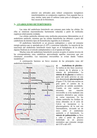 8
anterior son utilizados para reducir compuestos inorgánicos
transformándolos en compuestos orgánicos. Esta segunda fase es
muy similar, tanto para el carbono como para el nitrógeno, a la
fase oscura de la fotosíntesis.
3.- ANABOLISMO HETERÓTROFO.
Las rutas del anabolismo heterótrofo son comunes para todas las células. En
ellas se sintetizan macromoléculas fuertemente reducidas a partir de moléculas
orgánicas relativamente oxidadas.
Las células autótrofas obtienen estas moléculas precursoras fabricándolas en el
anabolismo autótrofo, mientras que las células heterótrofas las obtienen a partir del
catabolismo de distintos tipos de biomoléculas ingeridos en el alimento.
El anabolismo heterótrofo es un proceso endergónico y como tal consume
energía química que es aportada por el ATP y coenzimas reducidos. La mayoría de las
reacciones del anabolismo heterótrofo tienen lugar en el hialoplasma de la célula;
algunas finalizan en el retículo endoplasmático o en el aparato de Golgi.
Muchas rutas del anabolismo heterótrofo recorren en parte el camino inverso de
las correspondientes rutas catabólicas aprovechando aquellas reacciones que son
claramente reversibles. Las reacciones irreversibles se evitan dando "rodeos
metabólicos".
A continuación haremos un breve resumen de las principales rutas del
anabolismo heterótrofo:
a) Anabolismo de glúcidos.-
Se realiza en dos fases sucesivas:
la síntesis de la glucosa y la
síntesis de polisacáridos. La
síntesis de la glucosa se realiza a
partir del ácido pirúvico en una
ruta denominada gluconeogénesis
(Figura 17.9). Esta ruta recorre en
gran parte el camino de la
glucolisis en sentido ascendente.
Cuando en este camino se
encuentra una reacción
irreversible se evita mediante una
secuencia alternativa que consta
de varias reacciones. En las
células autótrofas los fosfatos de
triosa obtenidos en el ciclo de
Calvin se incorporan a la
gluconeogénesis, de la cual son
intermediarios, sirviendo así de
nexo entre el anabolismo
autótrofo y el heterótrofo. La
síntesis de polisacáridos se lleva
a cabo a partir de glucosa
fosforilada en un proceso
enzimático que consume energía
del UTP o del ATP.
 