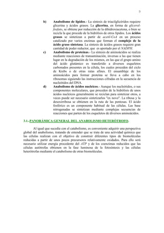 9
b) Anabolismo de lípidos.- La síntesis de triacilglicéridos requiere
glicerina y ácidos grasos. La glicerina, en forma de glicerol-
fosfato, se obtiene por reducción de la dihidroxiacetona, o bien se
recicla la que procede de la hidrólisis de otros lípidos. Los ácidos
grasos se sintetizan a partir de acetil-CoA en un proceso
catalizado por varios enzimas que forman el complejo de la
ácido graso sintetasa. La síntesis de ácidos grasos requiere gran
cantidad de poder reductor, que es aportado por el NADPH.
c) Anabolismo de proteínas.- La síntesis de aminoácidos se realiza
mediante reacciones de transaminación, inversas a las que tienen
lugar en la degradación de los mismos, en las que el grupo amino
del ácido glutámico es transferido a diversos esqueletos
carbonados presentes en la célula, los cuales proceden del ciclo
de Krebs o de otras rutas afines. El ensamblaje de los
aminoácidos para formar proteína se lleva a cabo en los
ribosomas siguiendo las instrucciones cifradas en la secuencia de
nucleótidos del DNA.
d) Anabolismo de ácidos nucleicos.- Aunque los nucleótidos, o sus
componentes moleculares, que proceden de la hidrólisis de unos
ácidos nucleicos generalmente se reciclan para sintetizar otros, a
veces puede ser necesario sintetizarlos "ex novo". La ribosa y la
desoxirribosa se obtienen en la ruta de las pentosas. El ácido
fosfórico es un componente habitual de las células. Las base
nitrogenadas se sintetizan mediante complejas secuencias de
reacciones que parten de los esqueletos de diversos aminoácidos.
3.1.-PANORÁMICA GENERAL DEL ANABOLISMO HETERÓTROFO.
Al igual que sucedía con el catabolismo, es conveniente adquirir una perspectiva
global del anabolismo, tratando de entender que se trata de una actividad química que
las células realizan con el objetivo de construir diferentes tipos de biomoléculas
reducidas a partir de unos pocos precursores relativamente oxidados. Para ello será
necesario utilizar energía procedente del ATP y de los coenzimas reducidos que las
células autótrofas obtienen en la fase luminosa de la fotosíntesis y las células
heterótrofas mediante el catabolismo de otras biomoléculas.
 