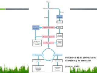 Biosíntesis de los aminoácidos
esenciales y no esenciales

(UNAM, 2008)
 
