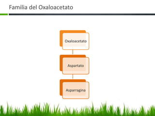 Familia del Oxaloacetato




                    Oxaloacetato




                     Aspartato




                     Asparragina
 