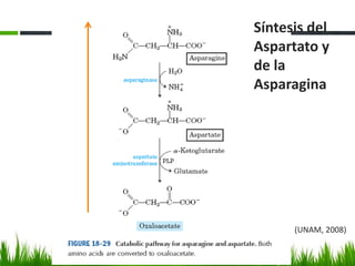 Síntesis del
Aspartato y
de la
Asparagina




      (UNAM, 2008)
 