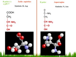 R polar (-)      Ácido aspártico   R polar      Asparragina
a pH=7
              Símbolo: D, Asp                    Símbolo: N, Asn
                                       O
    COOH                               C NH2
    CH2                                CH2

    CH NH2                             CH NH2
    C O                                C O
    OH                                 OH
 
