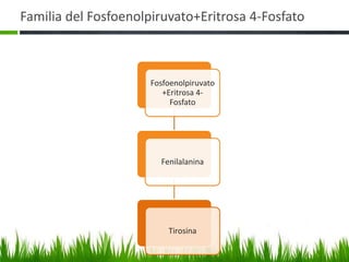 Familia del Fosfoenolpiruvato+Eritrosa 4-Fosfato



                      Fosfoenolpiruvato
                         +Eritrosa 4-
                           Fosfato




                        Fenilalanina




                          Tirosina
 