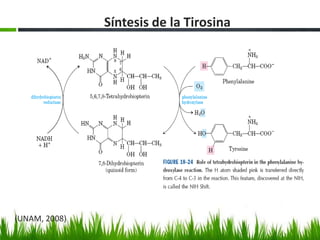 Síntesis de la Tirosina




(UNAM, 2008)
 