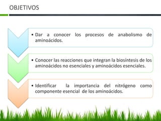 OBJETIVOS


      • Dar a conocer los procesos de anabolismo de
        aminoácidos.


      • Conocer las reacciones que integran la biosíntesis de los
        aminoácidos no esenciales y aminoácidos esenciales.


      • Identificar la importancia del nitrógeno como
        componente esencial de los aminoácidos.
 