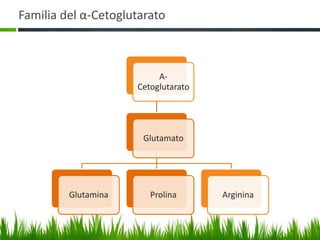 Familia del α-Cetoglutarato



                          Α-
                     Cetoglutarato




                      Glutamato




         Glutamina      Prolina      Arginina
 