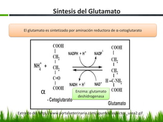 Síntesis del Glutamato

   El glutamato es sintetizado por aminación reductora de α-cetoglutarato




             α                   Enzima: glutamato
                                  deshidrogenasa



Extraído de: http://www.portalveterinaria.com/apuntes/aspectos_urea2.gif
 
