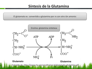 Síntesis de la Glutamina

 El glutamato es convertido a glutamina por rx con otro ión amonio:




                   Enzima: glutamina sintetasa




Extraído de: http://www.my-personaltrainer.it/glutamato-glutamina.gif
 