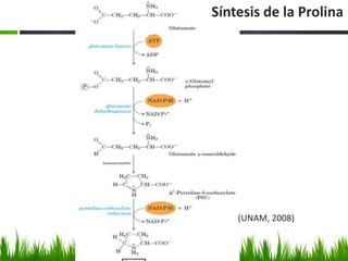 Síntesis de la Prolina




    (UNAM, 2008)
 