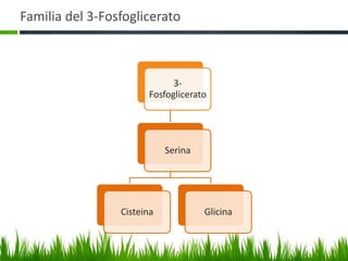 Familia del 3-Fosfoglicerato



                             3-
                       Fosfoglicerato




                            Serina




                 Cisteina            Glicina
 