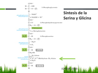 Síntesis de la
 Serina y Glicina




(UNAM, 2008)
 