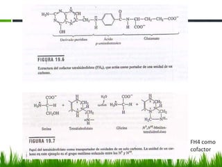 FH4 como
cofactor
 