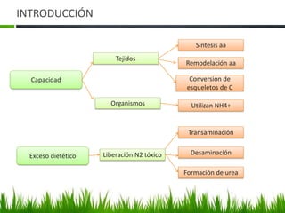 INTRODUCCIÓN

                                               Sintesis aa
                         Tejidos
                                            Remodelación aa

  Capacidad                                  Conversion de
                                            esqueletos de C

                       Organismos             Utilizan NH4+


                                             Transaminación


  Exceso dietético   Liberación N2 tóxico     Desaminación

                                            Formación de urea
 