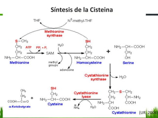 Síntesis de la Cisteina




                          (UR, 2004)
 
