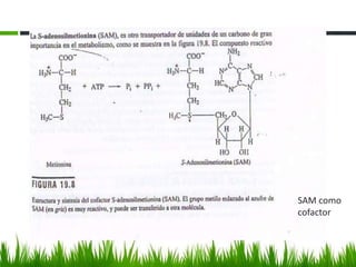 SAM como
cofactor
 