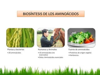 BIOSÍNTESIS DE LOS AMINOÁCIDOS




Plantas y bacterias        Humanos y Animales                Fuente de aminoácidos
• 20 aminoácidos           • 10 aminoácidos (no              • Proteínas de origen vegetal.
                             esenciales)                     • Herbívoros.
                           • Dieta: Aminoácidos esenciales
 