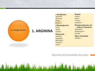 α-cetoglutarato
                  1. ARGININA




                            Biosíntesis de Aminoácidos Esenciales
 
