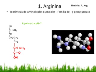 1. Arginina                Símbolo: R, Arg

• Biosíntesis de Aminoácidos Esenciales - Familia del α-cetoglutarato


            R polar (+) a pH=7
 NH
 C NH2
 NH
 CH2 CH2
      CH2

      CH NH2
      C O
      OH
 