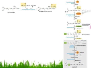 N-acetilglutamato
Glutamato
 