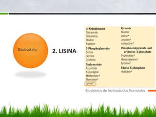Oxalacetato
              2. LISINA




                          Biosíntesis de Aminoácidos Esenciales
 