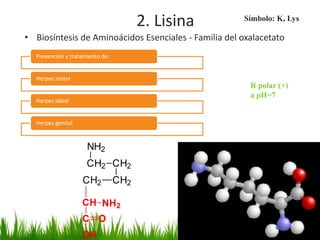 2. Lisina      Símbolo: K, Lys

• Biosíntesis de Aminoácidos Esenciales - Familia del oxalacetato
  Prevención y tratamiento de:


  Herpes zoster
                                                        R polar (+)
                                                        a pH=7
  Herpes labial


  Herpes genital



                     NH2
                     CH2 CH2
                   CH2           CH2

                   CH NH2
                   C O
                   OH
 