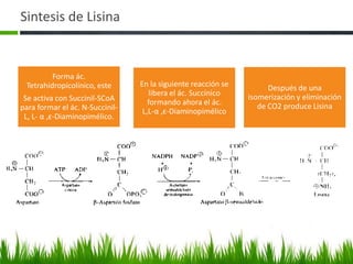 Sintesis de Lisina


         Forma ác.
 Tetrahidropicolínico, este      En la siguiente reacción se         Después de una
                                     libera el ác. Succínico   isomerización y eliminación
 Se activa con Succinil-SCoA        formando ahora el ác.
para formar el ác. N-Succinil-                                    de CO2 produce Lisina
                                  L,L-α ,ε-Diaminopimélico
 L, L- α ,ε-Diaminopimélico.
 