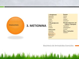 Oxalacetato
              3. METIONINA




                        Biosíntesis de Aminoácidos Esenciales
 
