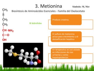 3. Metionina                        Símbolo: M, Met
CH3   Biosíntesis de Aminoácidos Esenciales - Familia del Oxalacetato
S
CH2                                      Produce creatina.
                     R hidrófobo
CH2

CH NH2
                                         El sulfuro de metionina
C O                                      actua para crecimiento y el
OH                                       detoxificación hepática



                                         En terapeutica se usó aislada
                                         en infecciones de vias
                                         urinarias y como
                                         hepatoprotector.
 