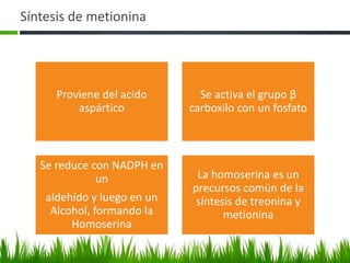 Síntesis de metionina




      Proviene del acido       Se activa el grupo β
          aspártico          carboxilo con un fosfato



   Se reduce con NADPH en
              un              La homoserina es un
                             precursos común de la
    aldehído y luego en un    síntesis de treonina y
     Alcohol, formando la           metionina
         Homoserina
 
