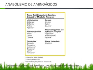 ANABOLISMO DE AMINOÁCIDOS




Extraído de: http://es.scribd.com/doc/47575795/Biosintesis-de-aminoacidos
 
