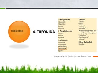 Oxalacetato
              4. TREONINA




                        Biosíntesis de Aminoácidos Esenciales
 