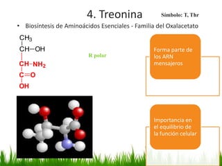 4. Treonina                Símbolo: T, Thr

• Biosíntesis de Aminoácidos Esenciales - Familia del Oxalacetato
CH3
CH OH                                            Forma parte de
                         R polar                 los ARN
CH NH2                                           mensajeros
C O
OH




                                                 Importancia en
                                                 el equilibrio de
                                                 la función celular
 