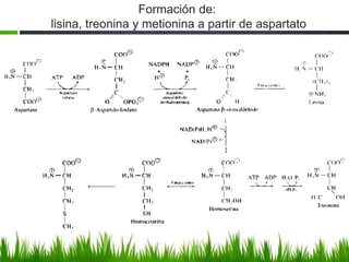 Formación de:
lisina, treonina y metionina a partir de aspartato
 