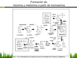 Formación de:
treonina y metionina a partir de homoserina
 