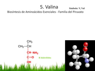 5. Valina              Símbolo: V, Val
Biosíntesis de Aminoácidos Esenciales - Familia del Piruvato




               CH3
        CH3    CH

               CH NH2
               C O      R hidrófobo
               OH
 