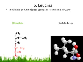 6. Leucina
• Biosíntesis de Aminoácidos Esenciales - Familia del Piruvato




     R hidrófobo                                  Símbolo: L, Leu



        CH3
        CH CH3
        CH2
       CH NH2
       C O
       OH
 
