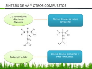 SINTESIS DE AA Y OTROS COMPUESTOS

  2 α –aminoácidos
      Glutamato           Síntesis de otros aa y otros
      Glutamina                   compuestos




                        Síntesis de úrea, pirimidinas y
  Carbamoil fosfato           otros compuestos.
 
