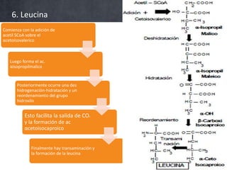 6. Leucina
Comienza con la adición de
acetil SCoA sobre el
αcetoisovalerico



   Luego forma el ac.
   αisopropilmalico


       Posteriormente ocurre una des
       hidrogenación-hidratación y un
       reordenamiento del grupo
       hidroxilo


          Esto facilita la salida de CO   2

          y la formación de ac
          αcetoisocaproico


              Finalmente hay transaminación y
              la formación de la leucina
 