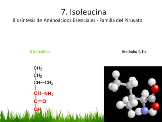 7. Isoleucina
Biosíntesis de Aminoácidos Esenciales - Familia del Piruvato




       R hidrófobo                                Símbolo: I, Ile



         CH3
         CH2
         CH CH3

         CH NH2
         C O
         OH
 